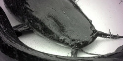 Tips Menghilangkan Bau Amis Pada Ikan Lele